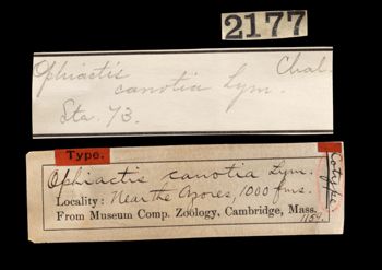 Media type: image;   Invertebrate Zoology OPH-1159 Aspect: labels